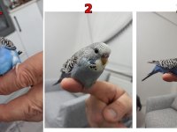1 Aylık Yeme Düşmüş 3 Adet Yavru Muhabbet