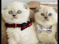A kalite blue point scottish fold