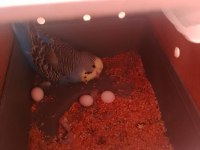 5 dişi erkek muhabbet kuşu ücretsiz sahiplendirme