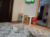 KIRIK KULAK DİŞİ KEDİMİZ YENİ SAHİBİNİ BEKLİYOR