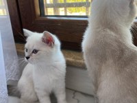 3 erkek british shorthair