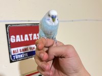 Erkek ele alışıktır bilginize güzel kuşlar gençler