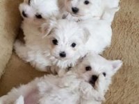 Maltese Terrier Puppies