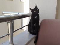 BOMBAY KEDİSİ BELLA YENİ YUVASINI ARIYOR