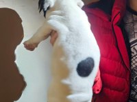Maskeli Harika Yavru French Bulldog
