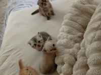 Scottish Fold Orjinal Yavrularımı Sahiplendiriyorum