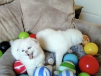 Scottish fold yavru