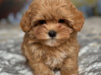 EFSANE MALTİPOO YAVRULARI 