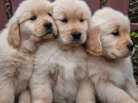 Golden Retriever Kapıda Ödeme Hizmetimiz Vardır