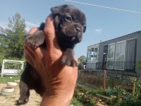 Sağlık garantili french bulldog yavrular