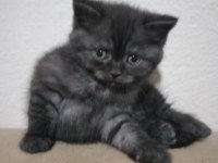 British shorthair 2 aylık