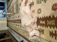1 yaşına yeni girmiş dişi british shorthair
