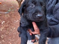 LABRADOR YAVRULARI 1 AYLIK