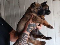 Belçika malinois yavrularımız ırk garantilidir