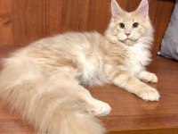 DEV Kediler Maine Coon üst kalite