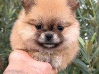 Pomeranian Boo Ayı Surat Yavrular