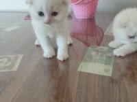 3 Beyaz 1 Gri (Erkek) Scottish Fold