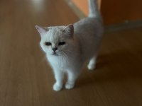 ÜCRETSİZ BRİTİSH DİŞİ KEDİMİZ