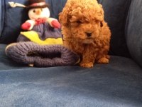 Poodle uygun bütçeli olanlar kaçırmasın