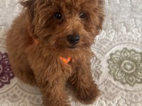 4 aylık efsane toy poodle tüm aşıları yapılmış