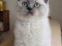 Scottish fold birbirinden tatlı yavrular