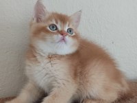 British shorthair choholate golden erkek Yavrumuz