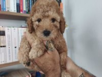 Maltipoo yavru köpekler