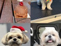 Sahibinin hastalığından dolayı acil shih tzu