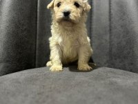 Maltipoo Adrese Teslim, Kapıda Ödeme Yapabilirsiniz