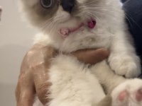Pofidik chinchilla pandamıza yuva arıyoruz
