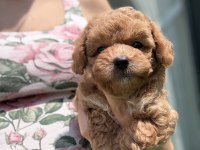 Maltipoo Bebişler