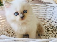 British longhair manken sahibini arıyor