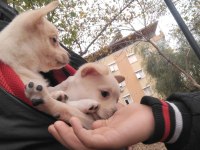 Pomeranian alman spitz