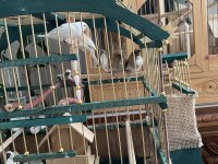 Bengal İspinoz Society Finch