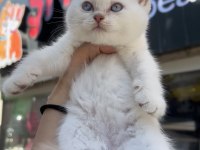 British shorthair golden point top kafa erkek