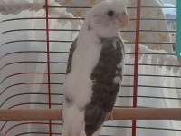 Wf sultan papağanı 2 aylık