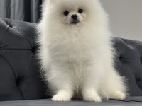 Üst kalite Pomeranian boo isteyenlere