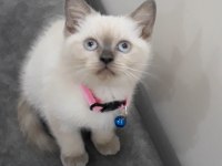 55 günlük British Shorthair dişi ve erkek yavrular