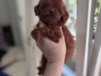 Kore poodle yavrular