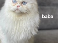 2 AYLIK DİŞİ VE ERKEK SAFKAN İRAN KEDİSİ YAVRULARI