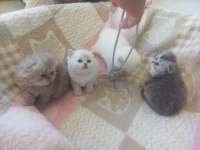 1 aylık safkan scottish fold yavrular