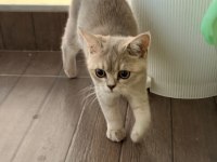 British Shorthair Ücretsiz Sahiplendirme