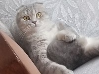 SAHİBİNDEN ÜCRETSİZ KEDİMİZ