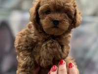 KORE RED DİŞİ POODLE