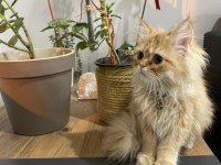 İRAN CHİNCHİLLA - SON KALİTE SAFKAN PRENSES