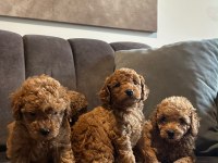 Poodle Yavruları