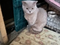 British shorthair kedisi