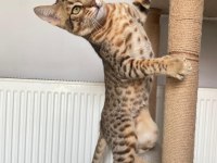 Savannah Kedisi Erkek 6 Aylık