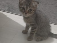 Taşınacağım için kedimi acilen sahiplendirme istiyorum