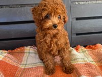 Toy poodle dişi